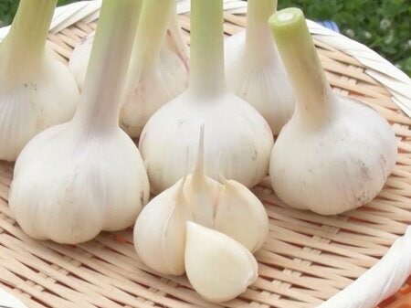 無臭・低臭化の流れにあえて逆行…飲食店が大絶賛の「シン・にんにく」日本一の臭さを目指す専門農家の裏側『ウラマヨ！』