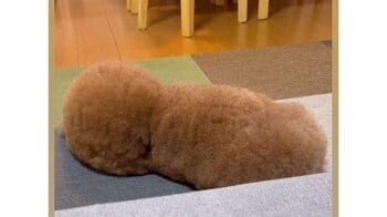 超難問！？どっちが頭か判別するクイズが話題！トイプードルの後ろ姿に「だまされた笑」「簡単と思ったら間違えた」と驚きの声続々【激かわアニマル奇跡の瞬間】