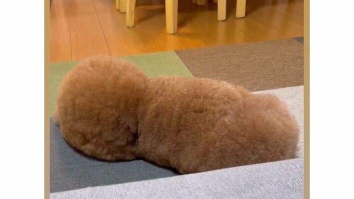 超難問！？どっちが頭か判別するクイズが話題！トイプードルの後ろ姿に「だまされた笑」「簡単と思ったら間違えた」と驚きの声続々【激かわアニマル奇跡の瞬間】