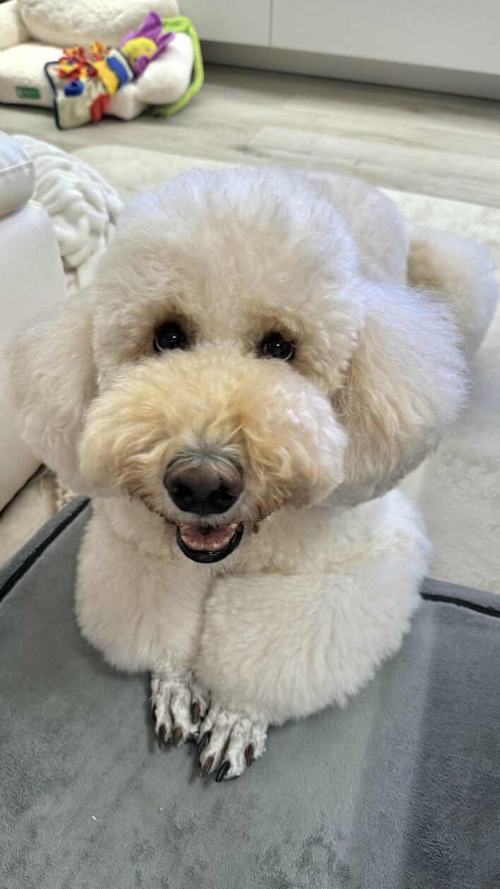 【画像17枚】「そろそろご飯食べても良いでしょうか…？」もふもふプードルが「よし！」を待っている切ない表情を見る