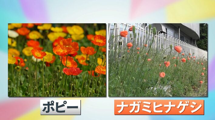 危険】｢ナガミヒナゲシ｣ “触れるとかぶれる”有毒外来植物が繁殖