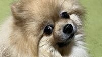「季節逆転HOT LIMIT」と話題！強い雪風に吹かれ可愛いお顔が一変してしまうポメラニアンに注目【激かわアニマル奇跡の瞬間 年末スペシャル ポメラニアンDAY】