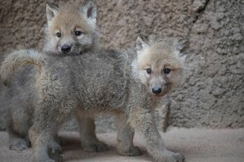 つぶらな瞳が愛くるしい！国内初ホッキョクオオカミの赤ちゃんが2頭誕生　ふわふわでかわいい写真公開【激かわアニマル奇跡の瞬間】