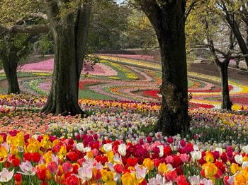 【取材のご案内】ついに「絶景」が完成。 過去最大6,000平方メートル のチューリップ畑が見頃！