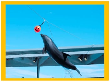 【上越市立水族博物館 うみがたり】うみがたりハロウィン２０２６【２０２６年１０月１日（木）～１１月１日（日）】