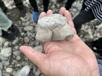 成蹊小の6年生（当時）が国内2例目の希少岩石を発見