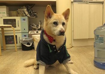 『ザ・ノンフィクション 花子と先生の18年～人生を変えた犬～』がニューヨーク・フェスティバルで銅賞を獲得