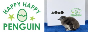 “世界一小さなペンギン”の雛がすくすく順調に成長中! 成長を祝うイベント「ハッピーハッピーペンギン 2026」を開催