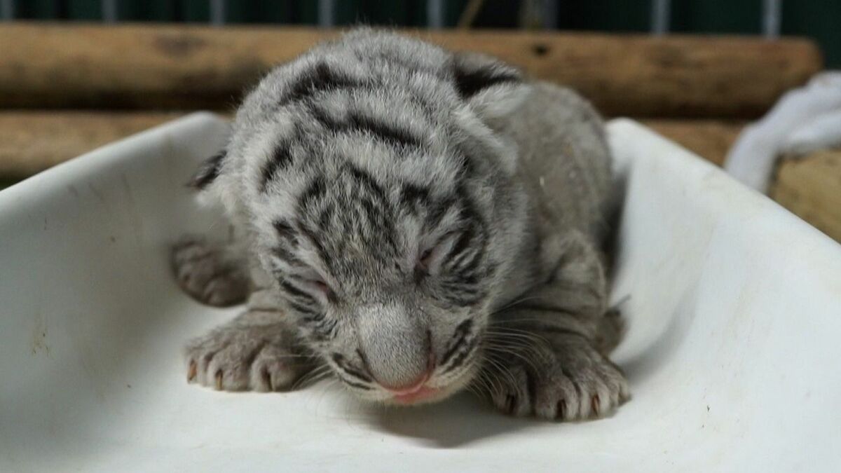 トラ　ホワイトタイガー　3体セット　ヒョウとホワイトタイガー赤ちゃんのおまけ付き White Tiger】ホワイトタイガーの赤ちゃん 生後33日 Tiger Cubs