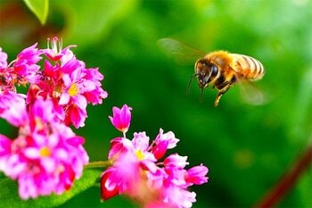 ショート動画でも応募できる。赤いソバの花「高嶺ルビー」のフォトコンテストが4部門制を導入、9月19日から募集開始