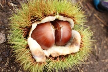 秋の味覚「丹波栗」の季節到来！丹波栗フェアで丹波栗スイーツや栗拾いを楽しもう！