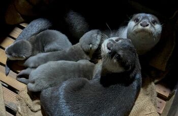 「流しカワウソはじめました」！？気持ちよさそうに降りてくる姿が可愛すぎるカワウソ3姉妹【激かわアニマル奇跡の瞬間】