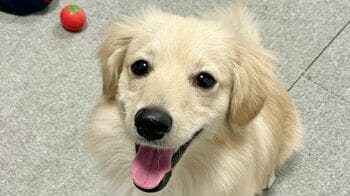 【大反響】ワンちゃんの“ある表情”に16万いいね！SNSではかわいすぎるとの声が続々【激かわアニマル奇跡の瞬間】