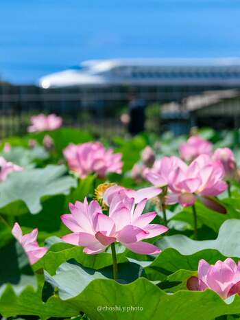 「#かな花フォトコンテスト2025」入賞作品が決定しました！