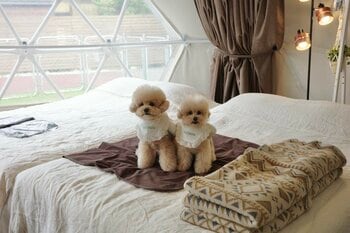 【ペットと泊まれる宿の予約サイト「INUYADO-いぬやど-」】第15回「インターペット東京」出展のお知らせ