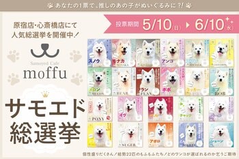 【2周年記念】人気サモエドをぬいぐるみ化する来店投票企画を開催、ゲスト参加型プロジェクト始動