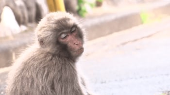 【注意】東京・立川の住宅街にサルが出現　カメラが捉えた“自由気ままに動き回るサル”の姿