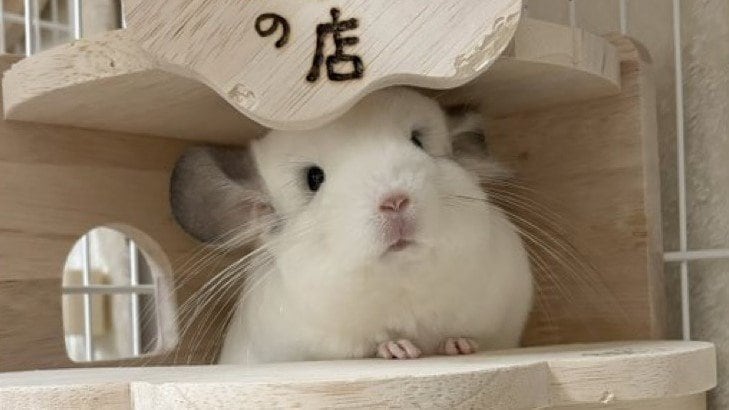 見てたか、弟よ」見事な走りっぷりでドヤ顔をするチンチラが話題！生後