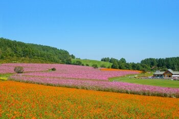シーズン直前！毎年延べ2000人以上の町民ボランティアに支えられている花畑『太陽の丘えんがる公園コスモス園』～オホーツク遠軽町～