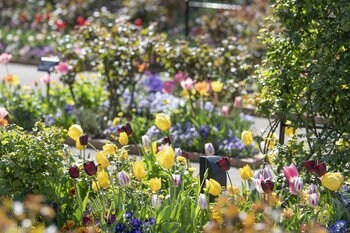 1万本のチューリップが春の訪れを彩る／練馬区立 四季の香ローズガーデン「2026ハッピーイースター」開催／3月21日（土）~4月12日（日）