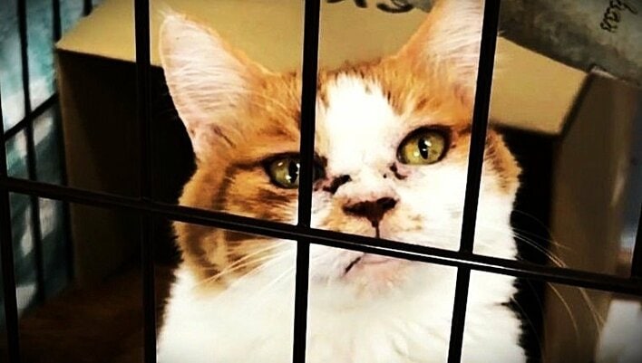日に日に痩せ、顔もよごれ…10年前の熊本地震で愛猫を失った飼い主を再び襲った地震 “今度こそ絶対に助けたい”その時、何が。熊本地震から2カ月 ペットを抱えた被災者が直面する現実とは