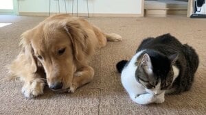 まるで名医！？“においフェチ”猫と大型犬の“ある日課”に反響！あまりの夢中ぶりに困り顔も…まさかの結末に「理不尽すぎ」「理想の犬猫交流」【激かわアニマル奇跡の瞬間】