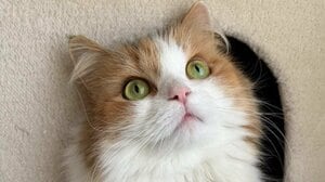 “伝説のツチニャコ”発見！？飼い主が脱ぎ捨てた服に入り困り顔を浮かべる猫の姿に「このまま鑑賞したい笑」【激かわアニマル奇跡の瞬間】