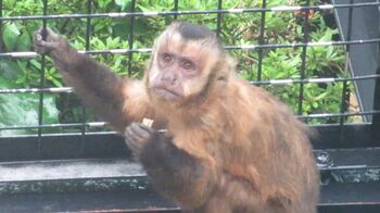 まるでスパイダーマン！フサオマキザルの壁にはりつく“スゴ技”に「身体能力すごい」の声【激かわアニマル奇跡の瞬間】