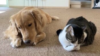 まるで名医！？“においフェチ”猫と大型犬の“ある日課”に反響！あまりの夢中ぶりに困り顔も…まさかの結末に「理不尽すぎ」「理想の犬猫交流」【激かわアニマル奇跡の瞬間】