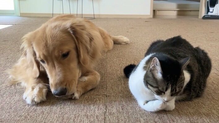 まるで名医！？“においフェチ”猫と大型犬の“ある日課”に反響！あまりの夢中ぶりに困り顔も…まさかの結末に「理不尽すぎ」「理想の犬猫交流」【激かわアニマル奇跡の瞬間】