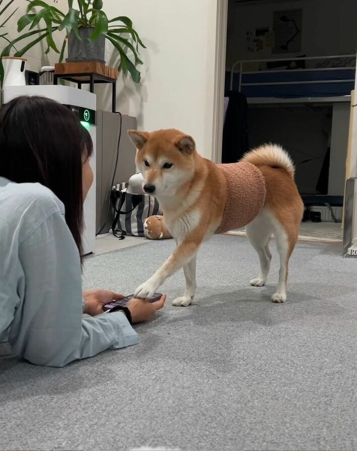 不審なサンタは絶対に許さないワン！ 柴犬に引っ張られすぎて