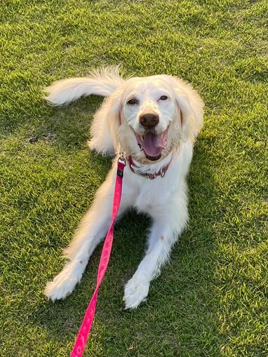 犬の写真下手くそ選手権」開催！？庭で遊ぶワンちゃんの衝撃的な