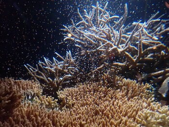 【沖縄美ら海水族館】世界唯一の展示も! 神秘の生態まるわかり「サンゴ繁殖展2026」開催