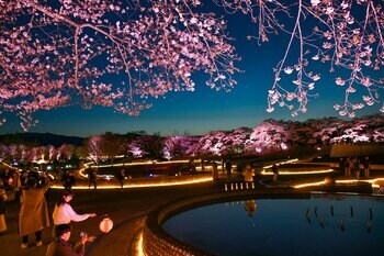 夜桜ライトアップ『みちのく花明かり』開催中（国営みちのく杜の湖畔公園）