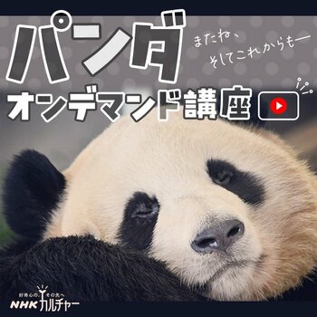 【NHKカルチャー】寒い季節はおうちでもふもふ！人気の「パンダ」講座をオンデマンド化。決済完了日から30日間、何度でも会える！