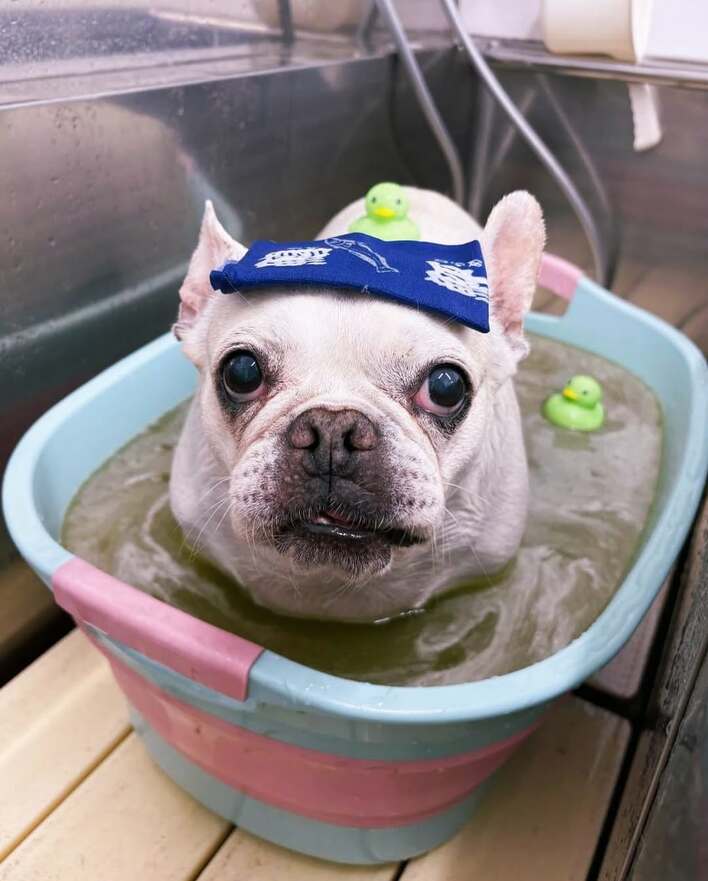 保護犬のいる暮らし」浜崎あゆみ 愛犬たちの可愛すぎるお風呂ショット