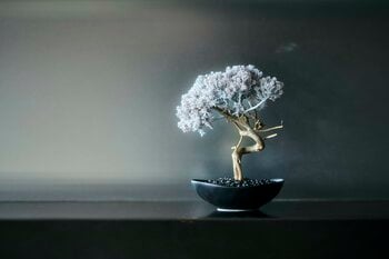 パークホテル東京 再生盆栽アート「WITHERS TAIZAN BONSAI」設置のお知らせ
