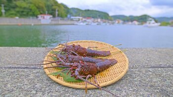 南伊豆町 伊勢海老まつり2026開催！旬の伊勢海老付きの夕食と温泉を満喫できる宿泊プランで旅へ出かけませんか