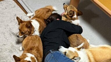 モフモフがいっぱい」うたた寝する飼い主を囲む“5匹のコーギー”が話題