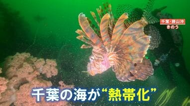 異変】まるで“南国の海”東京湾でサンゴ繁殖 カラフルな魚・巨大化も