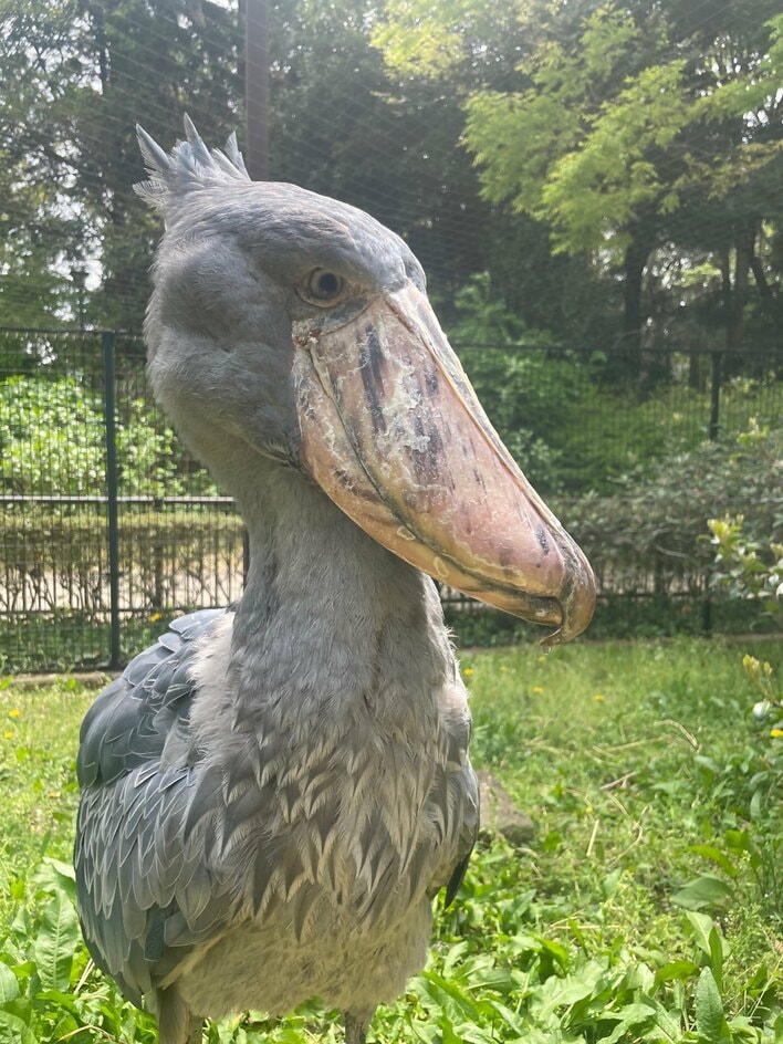 【画像14枚】「結構おっきい」ハシビロコウの耳の位置や穴を見る