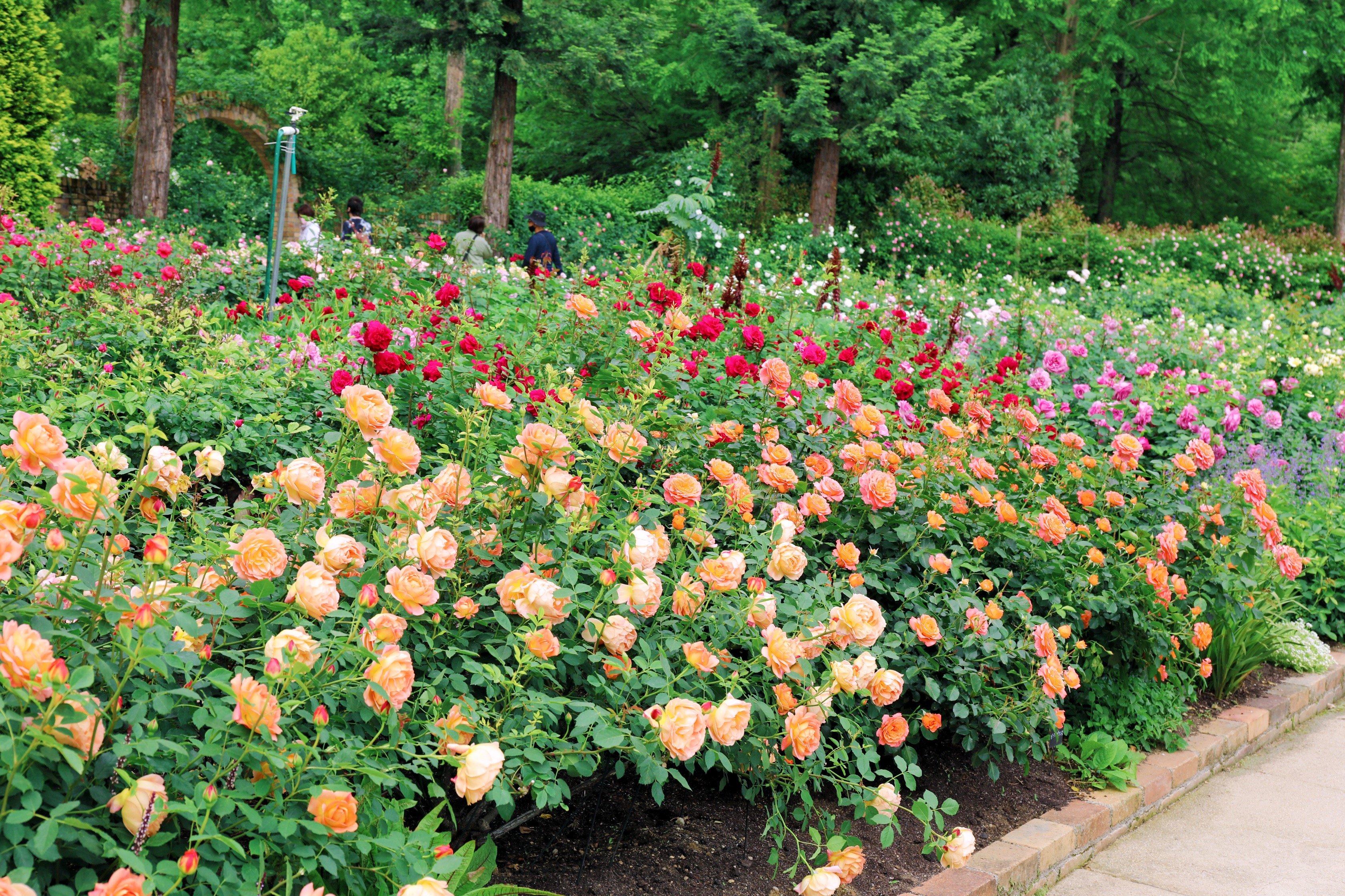 津市・バラ】ローズガーデンがリニューアル。最新品種や往年の銘花など