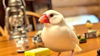 「プロ顔負け」一回転にジャンプも！スケボーで華麗に技を連発する文鳥がSNSで話題に「うまい」と絶賛の声【激かわアニマル奇跡の瞬間】