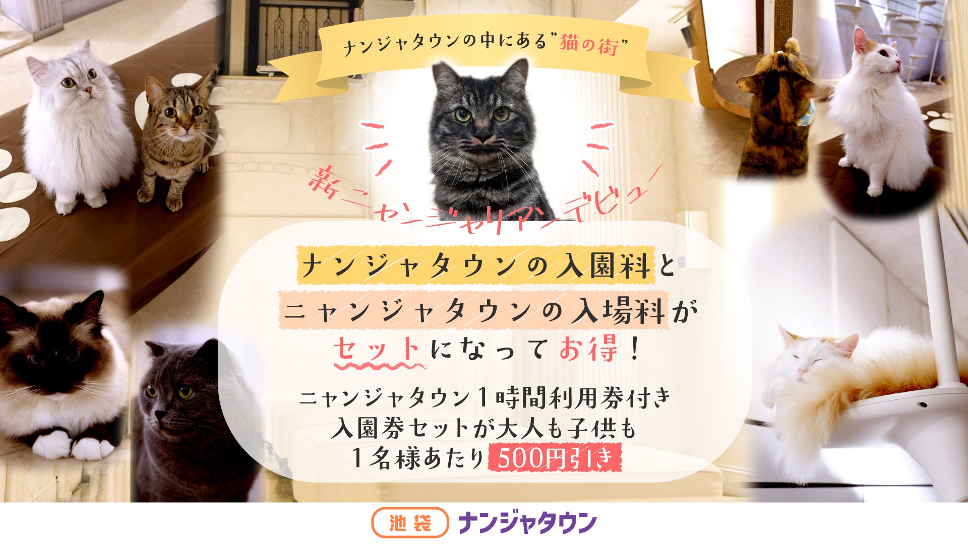 ニコネコ(1050円引き) ナンジャタウンにある猫の街に新しい仲間が登場！ 「新猫ちゃん