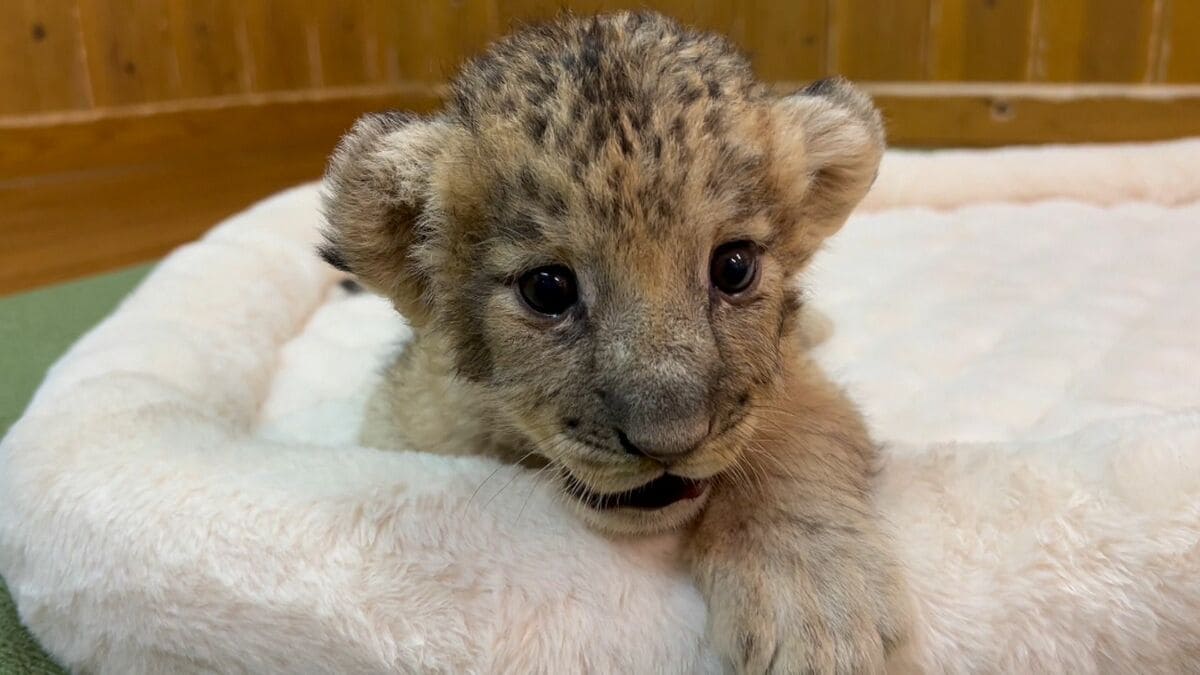 img_6f4296478db3853d53619fe786