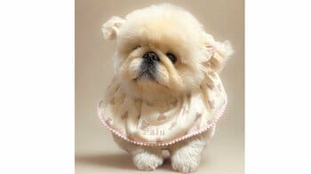 「脳がバグる笑」小型犬の“別人級写真”にSNS衝撃！「2、3キロですよって顔してるけど…」【激かわアニマル奇跡の瞬間】