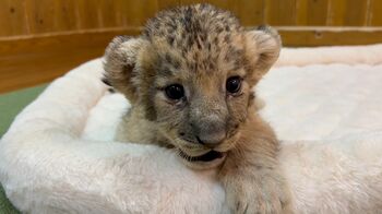 3頭の赤ちゃんライオンが誕生 追いかけっこなど、じゃれ合う姿がかわいすぎる！7月20日から富士サファリパークで一般公開【激かわアニマル奇跡の瞬間】