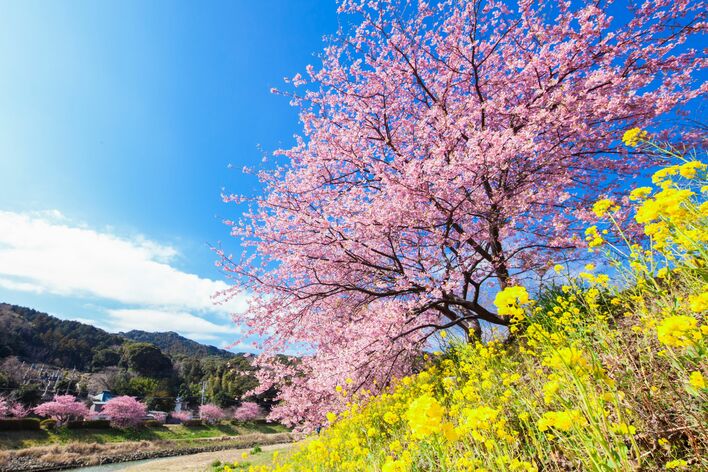 伊豆半島の春はみなみの桜(河津桜)から　南伊豆町では２月１日より「みなみの桜と菜の花まつり」を開催　～休暇村南伊豆では、会場と休暇村を結ぶ、「桜バス・夜桜バス」を運行～