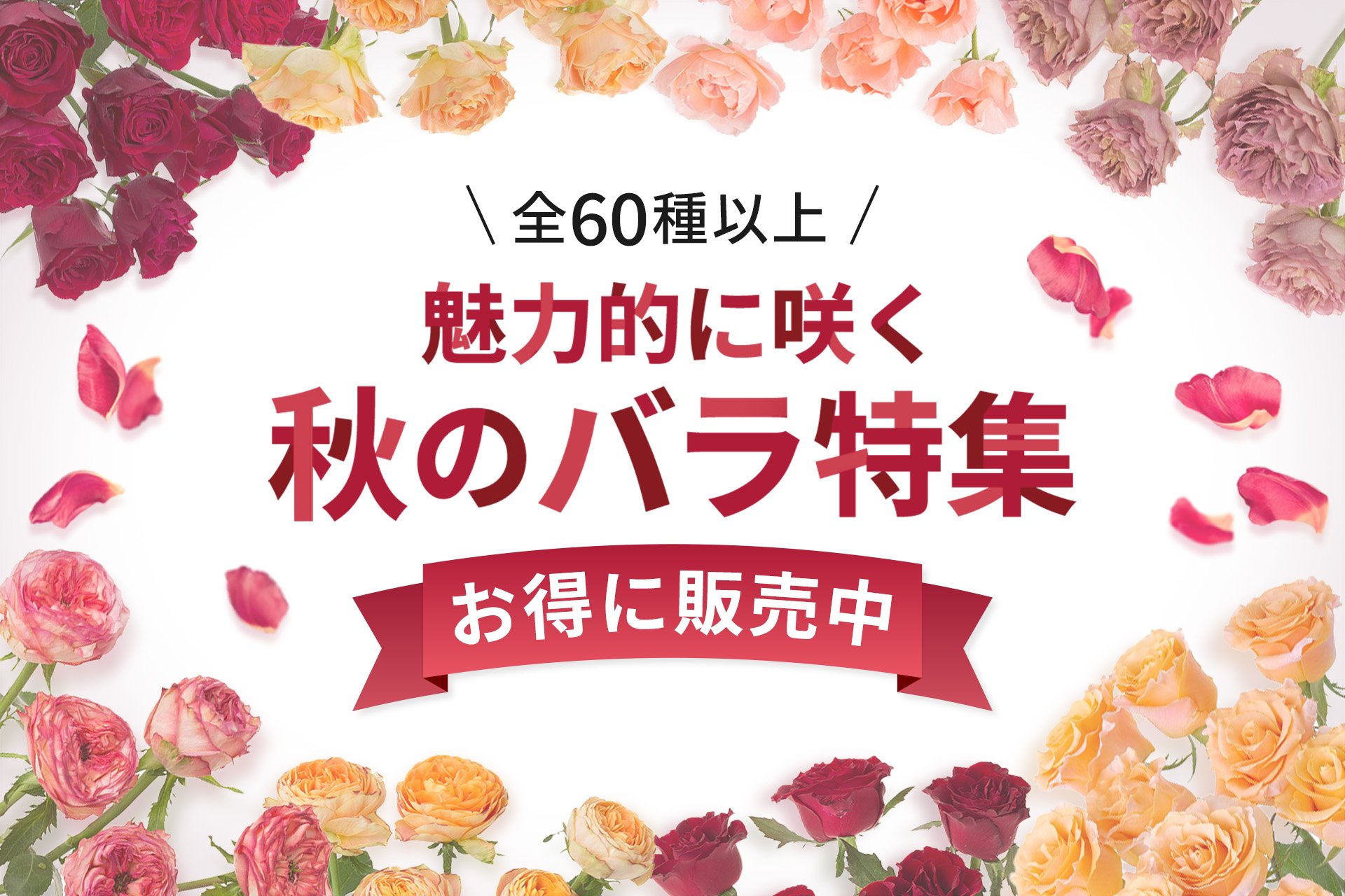 薔薇生花 9月長月様 hana GRADATION 華月 -Kaduki FLOWERS&DESIGN~