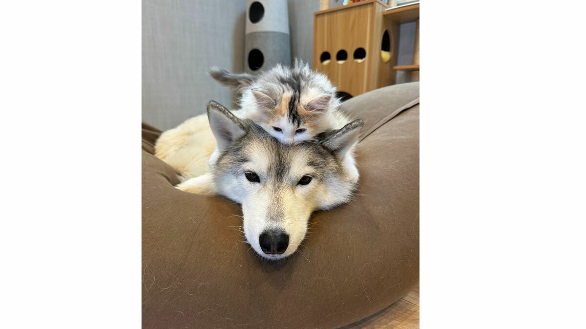 とさ犬太 イエローシャム猫 デハラユキノリ img_7131aa3882fec50b19caa195bc